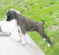 Paris at 13 weeks old