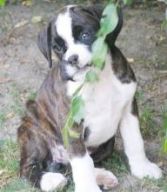 Paris at 8.5 weeks old