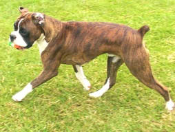 Rico at 9 months