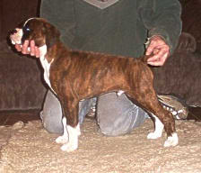 Rico at 10 weeks