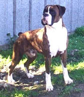 Rico at 2 years