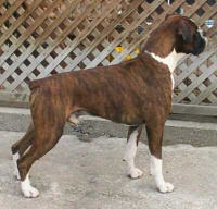 Rico at 2 years