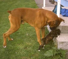 Rocky with son Caesar