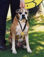  Roxy was awarded her Veteran and Grand Veteran status by SIBC