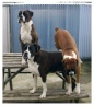 Ch Fortress Stormbringer, Fortress Kssn' Dynamite Ch Fortress Firestorm