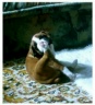 FortressLittle Angelique