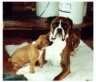 Ch Fortress Stormbringer and son Fortress Robert Ashley