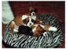 Jerry & Hayley's Litter