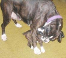 Paris at 5 weeks old with Tilly