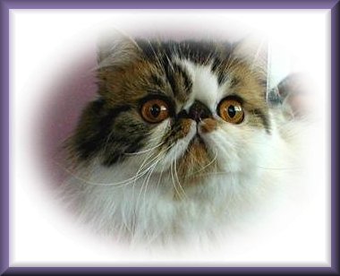  brn tabby photo