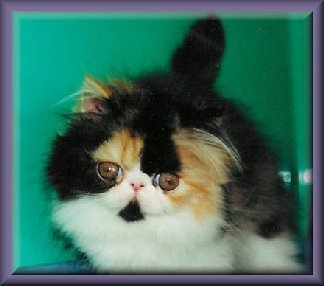  calico photo