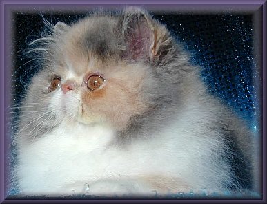  dilute calico photo
