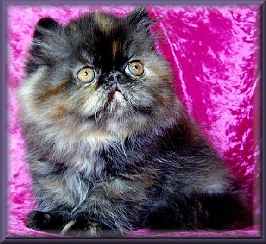  tortie photo