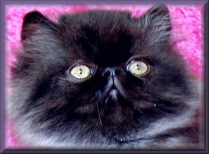 Black persian photo