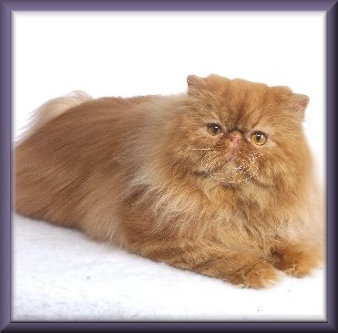 GC PurrtyKats Sir Shagsalot