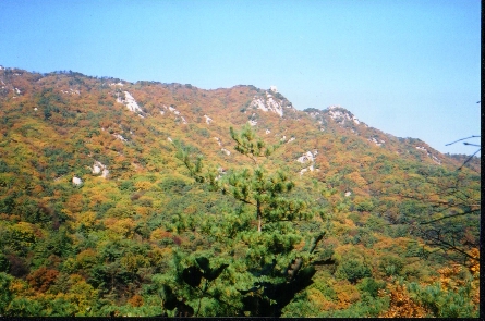 Foliage atop the mountain