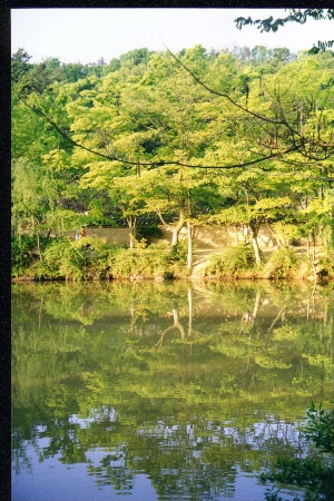 I thought the reflection of the tree was really cool