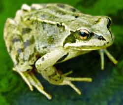 photograph of common frog