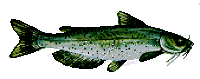 great catfish site, good tips, lots of links