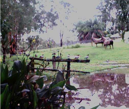 paddocks, cross country