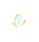 flower2