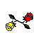 red and buff roses