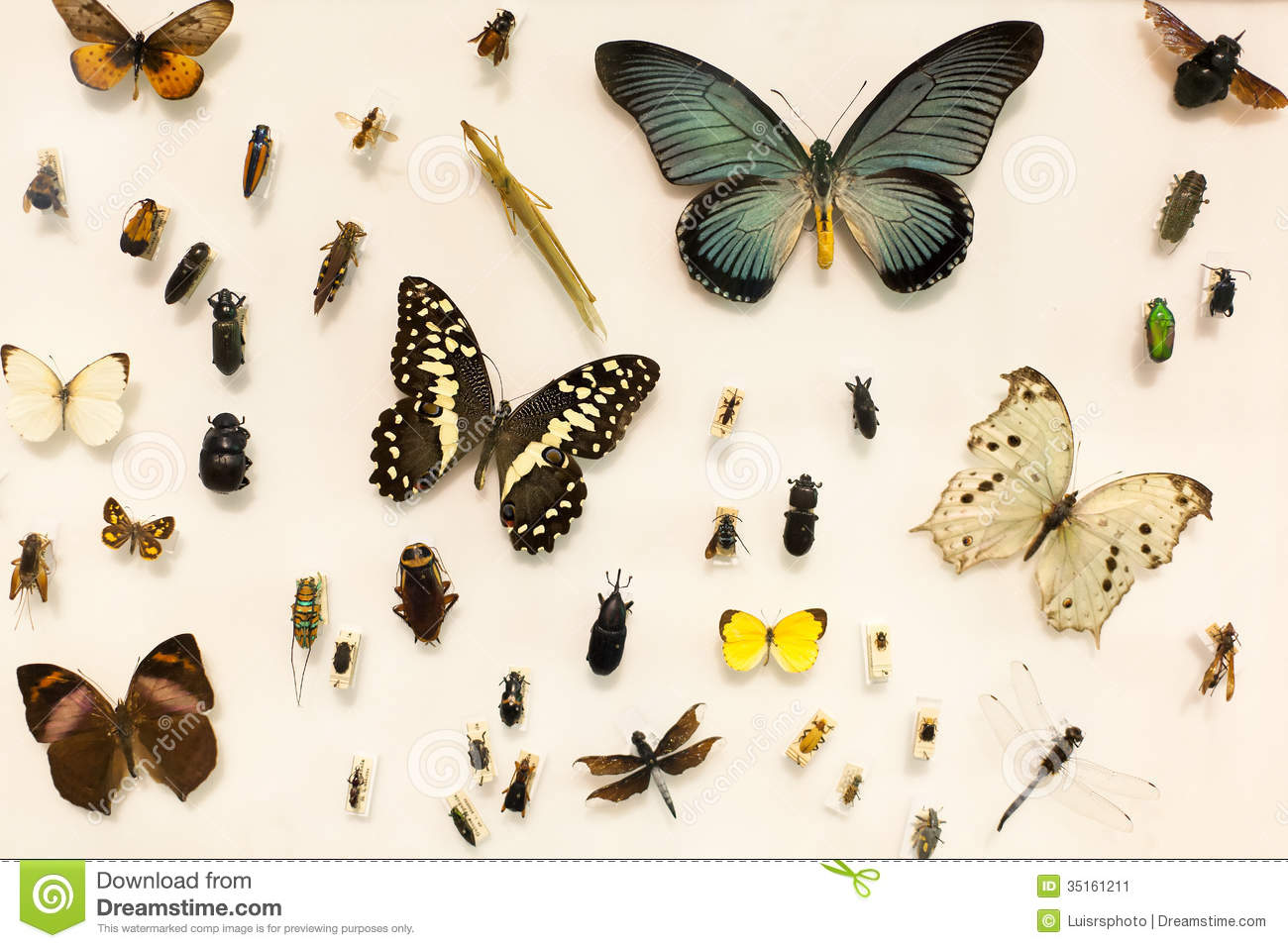 Insect Collector