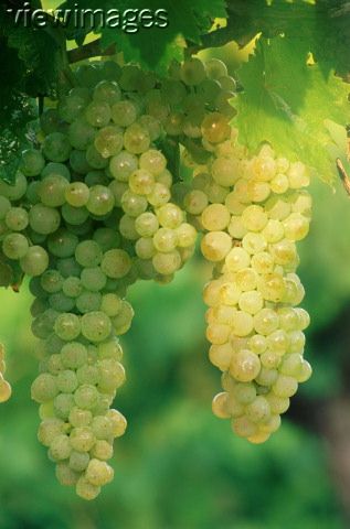 picture white grapes, Cognac