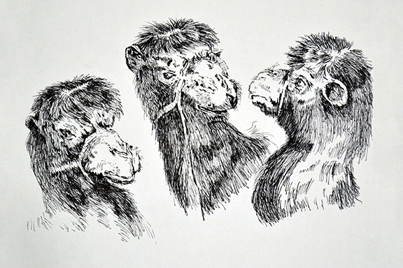 ink drawings