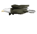 Peace Eagle