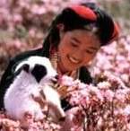 TibetanF.jpg (5958 bytes)