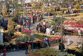 flowers10.JPG (16655 bytes)
