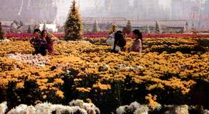 flowers14.JPG (14831 bytes)