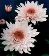 jus24.JPG (6337 bytes)