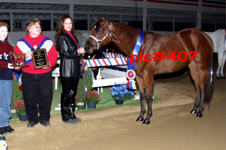 Winner's Circle Custom Show Apparel & Show Horses