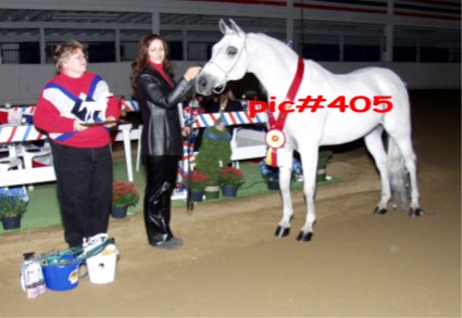 Sav*Halter Horse