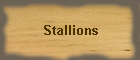Stallions