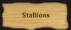 Stallions
