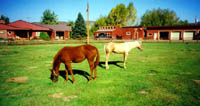 A horses life...