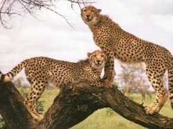 two very pretty cheetahs on top of a tree trunk looking into the jungle for prey