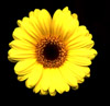 Yellow Flower