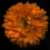 Orange Flower