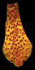 Orchid Leave