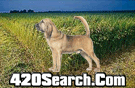 420Search.com