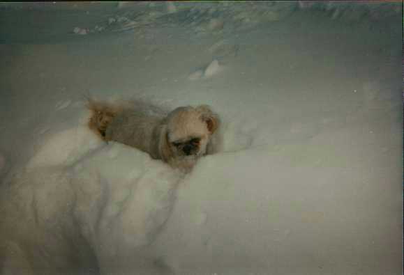 "COOKIE"&nbsp; Annie's neighbor's dog!