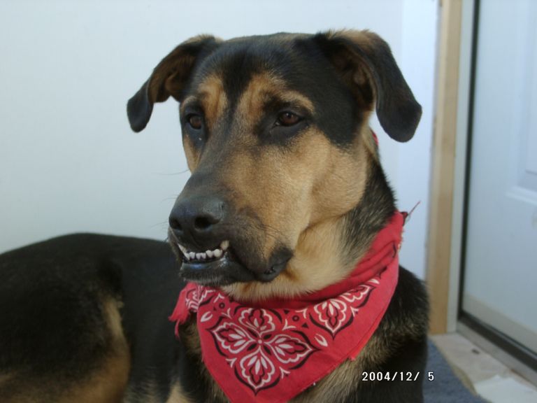 Tania's Dog Pepper!