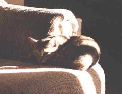 Amanda's cat...."Tabitha"