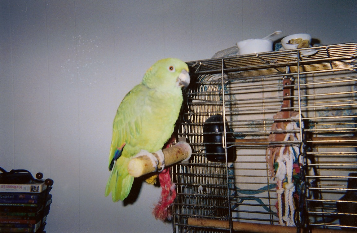 Chris Bird Tasha