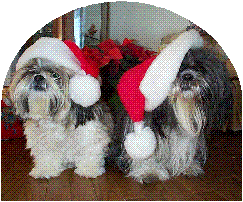 Mrs. Conover's dogs:&nbsp; Misty and Muffin