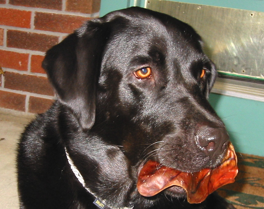 Jane's dog JAKE !